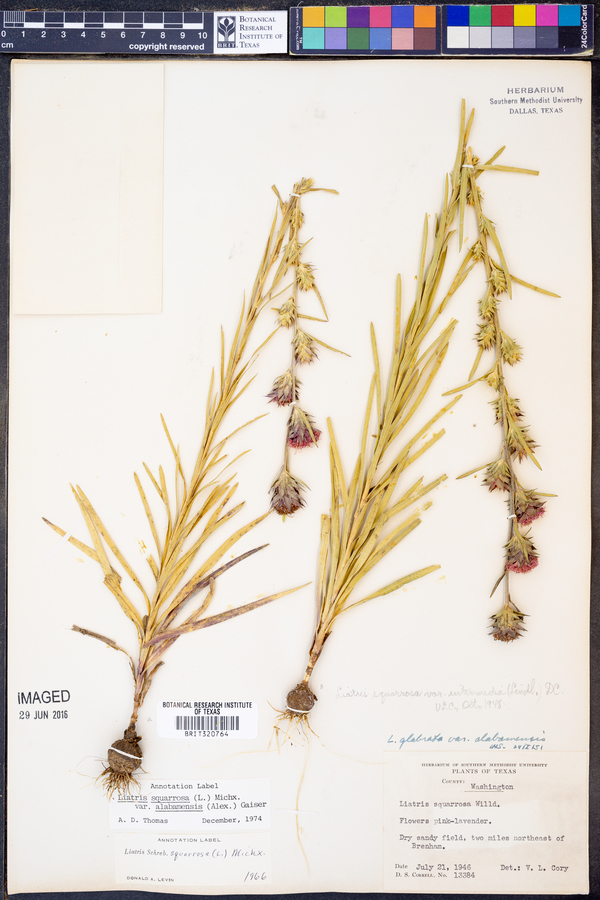 Liatris squarrosa var. alabamensis image