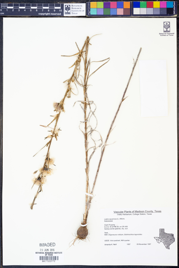 Liatris squarrosa image