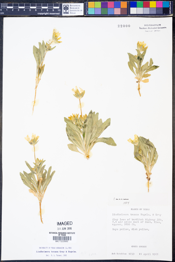 Lindheimera texana image