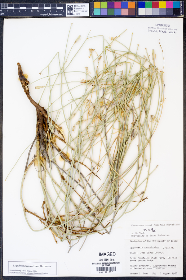 Lygodesmia ramosissima image