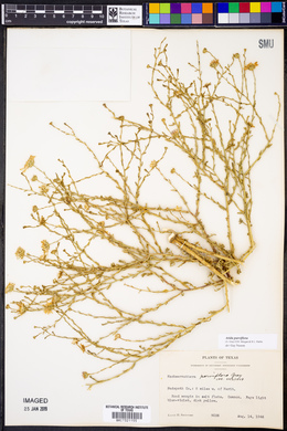 Arida parviflora image