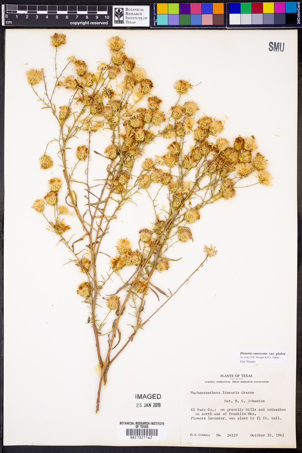 Dieteria canescens var. glabra image