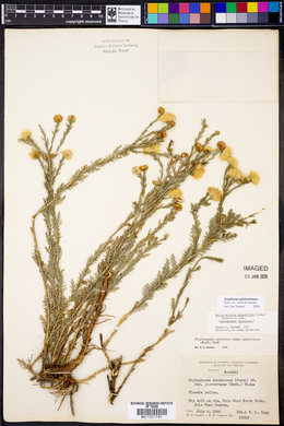 Xanthisma spinulosum var. glaberrimum image