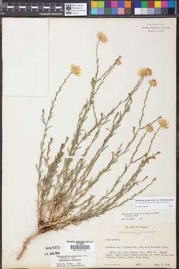 Xanthisma spinulosum var. chihuahuanum image