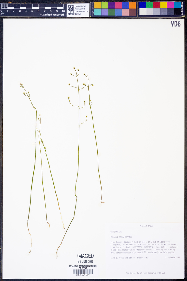 Bartonia texana image