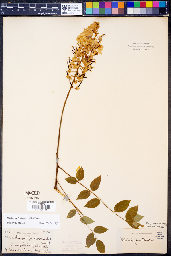 Wisteria frutescens image