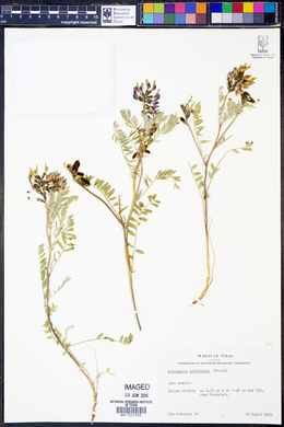 Astragalus plattensis image