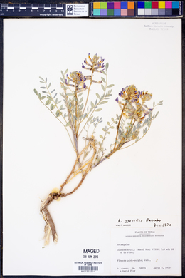 Image of Astragalus gypsodes