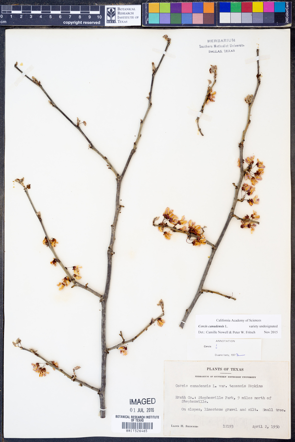 Cercis canadensis image