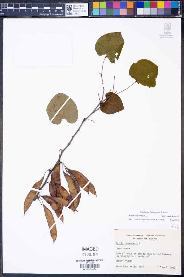 Cercis canadensis image