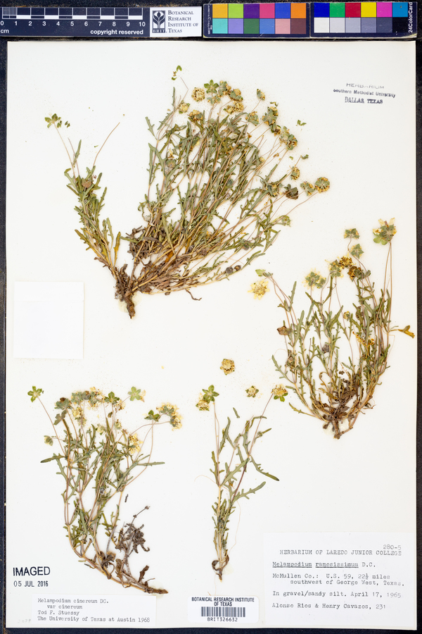 Melampodium cinereum var. cinereum image