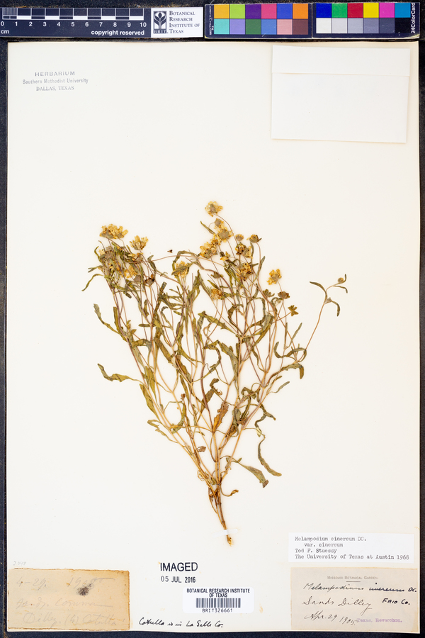 Melampodium cinereum image