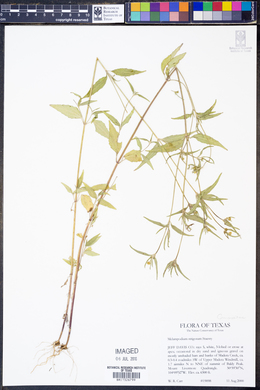 Melampodium strigosum image