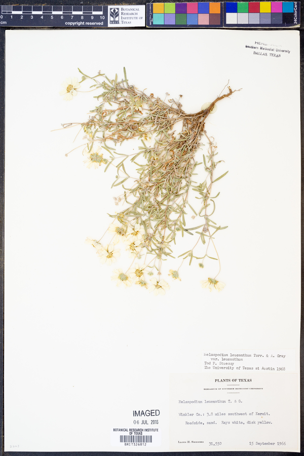 Melampodium leucanthum var. leucanthum image