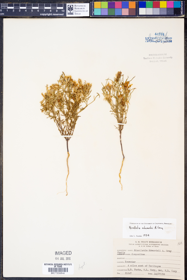 Nicolletia edwardsii image