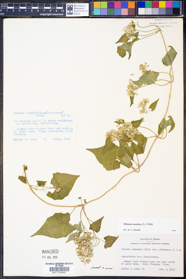 Mikania scandens image