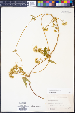 Mikania scandens image