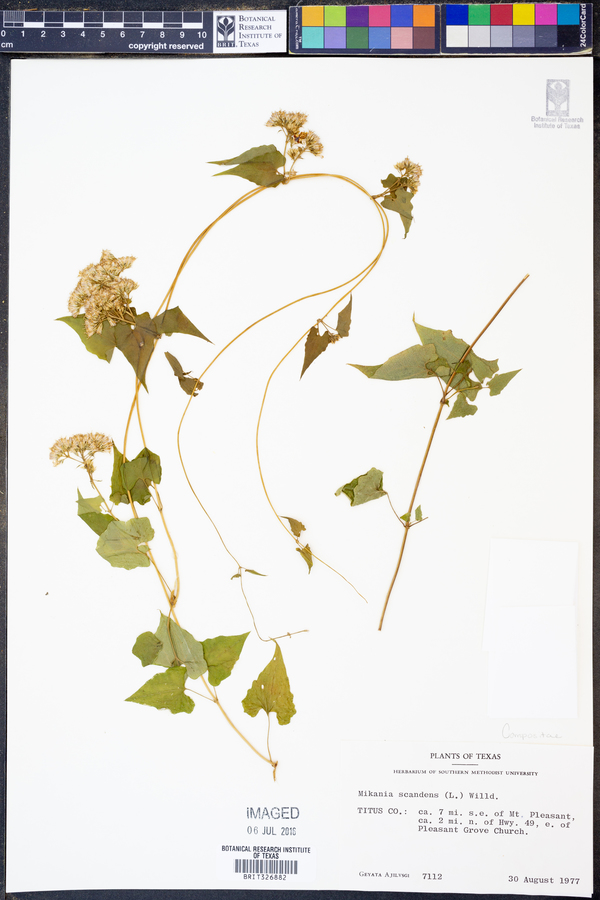 Mikania scandens image