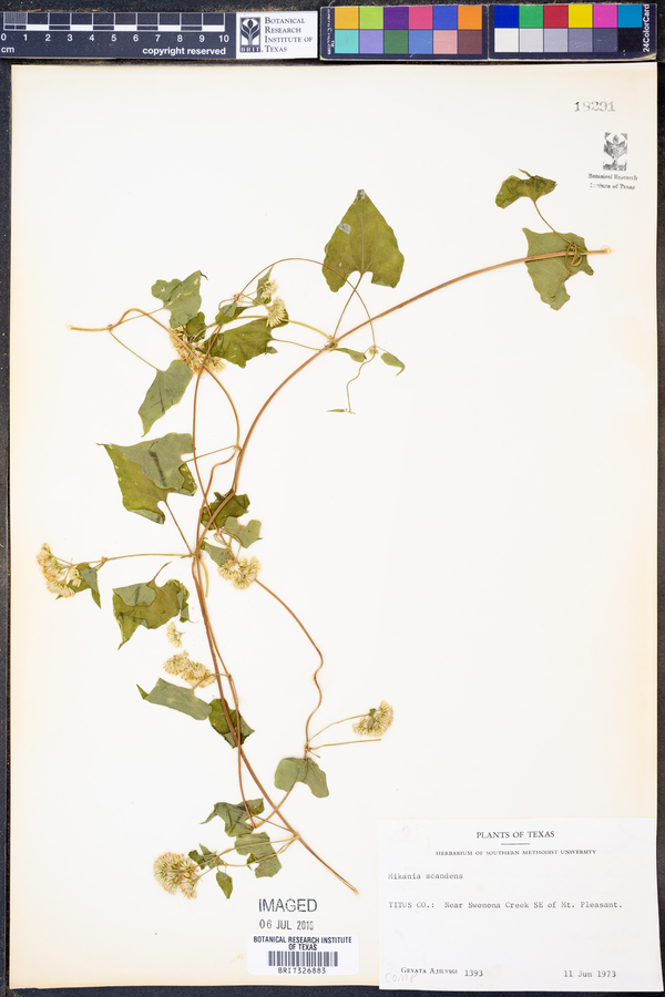 Mikania scandens image