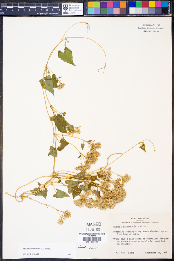 Mikania scandens image