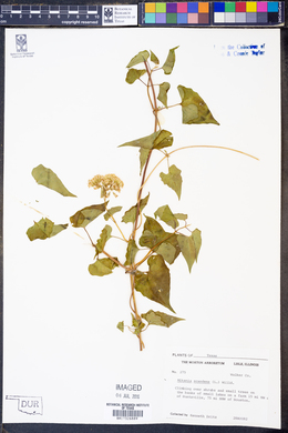 Mikania scandens image