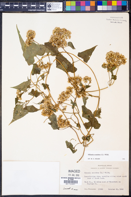 Mikania scandens image