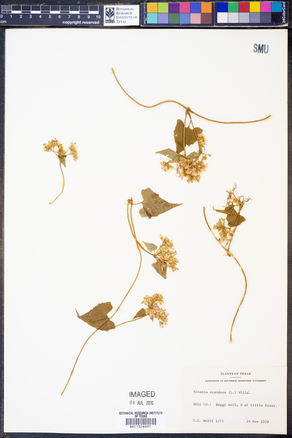 Mikania scandens image