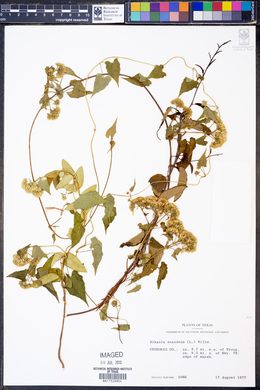 Mikania scandens image