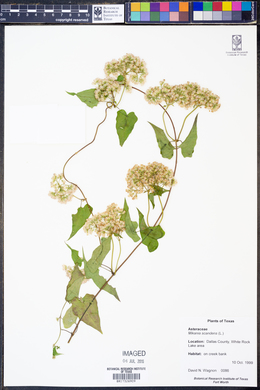 Mikania scandens image