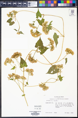 Mikania scandens image