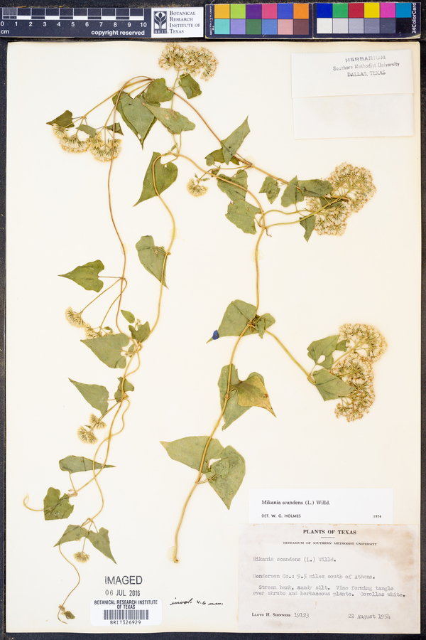 Mikania scandens image