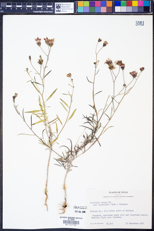 Palafoxia texana var. macrolepis image