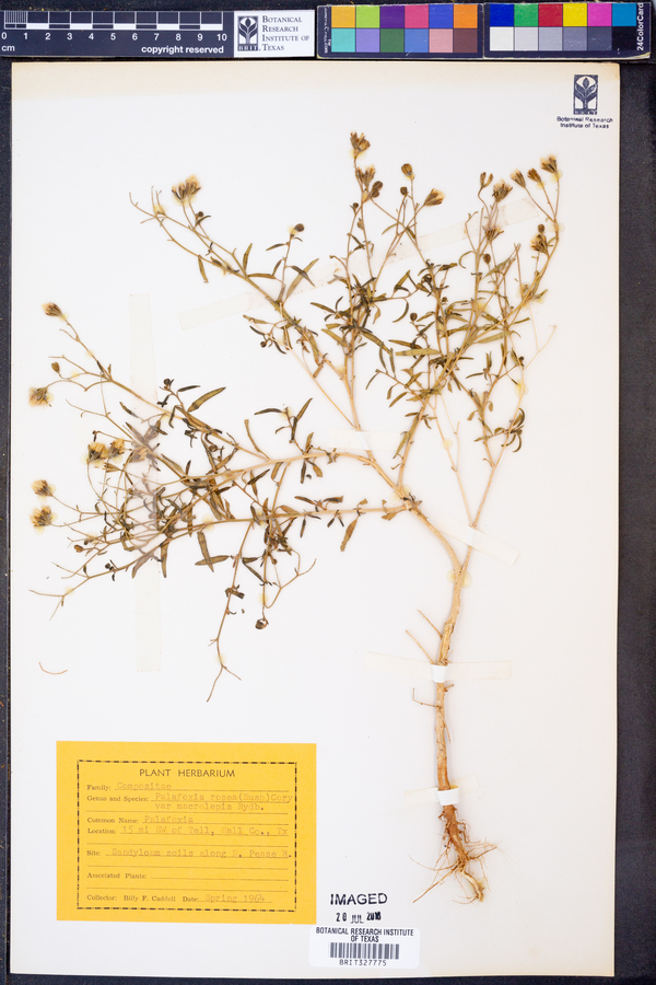 Palafoxia rosea var. macrolepis image