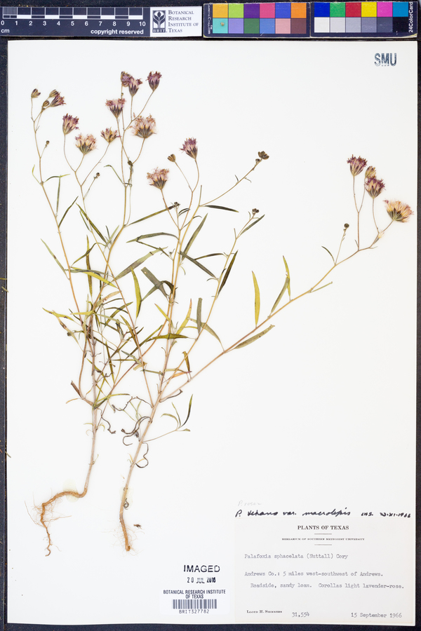 Palafoxia texana image