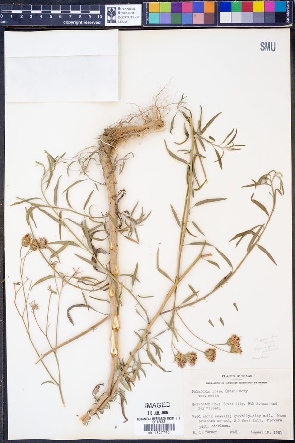 Palafoxia rosea var. rosea image