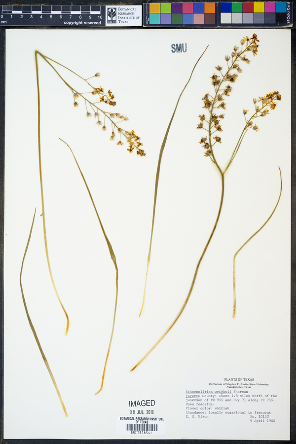 Schoenolirion image