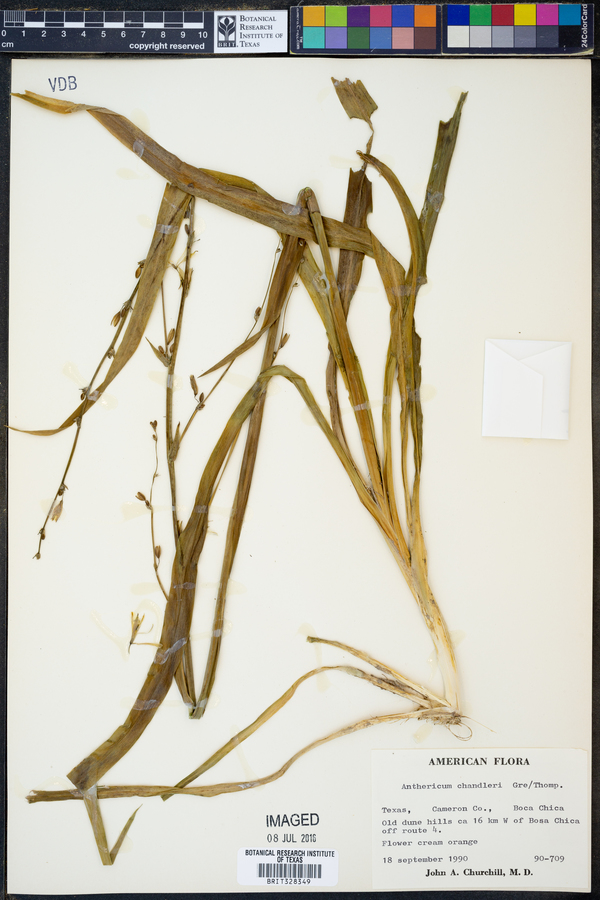 Anthericum image