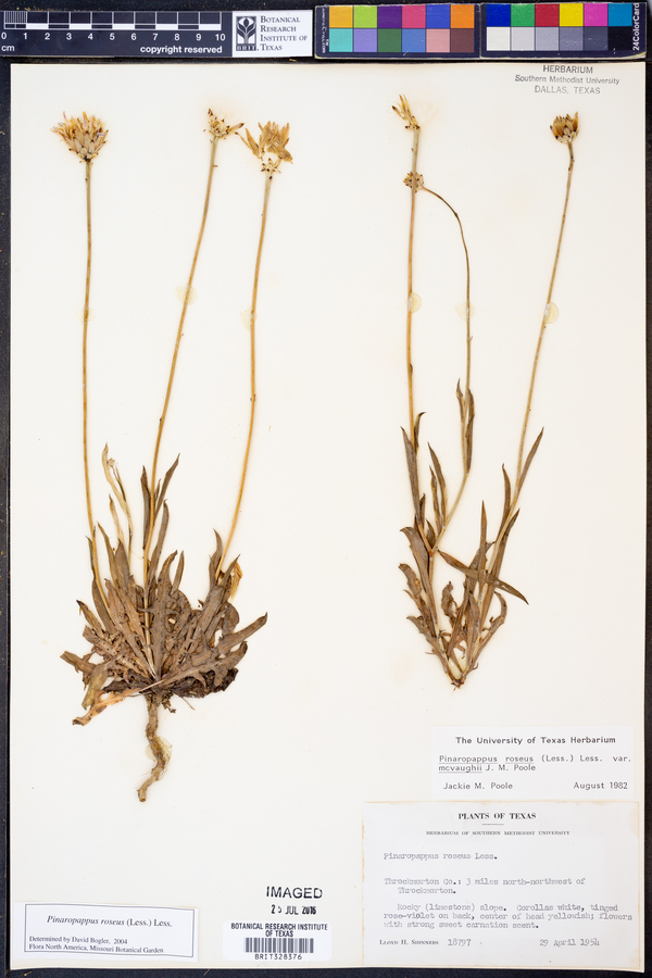 Pinaropappus image