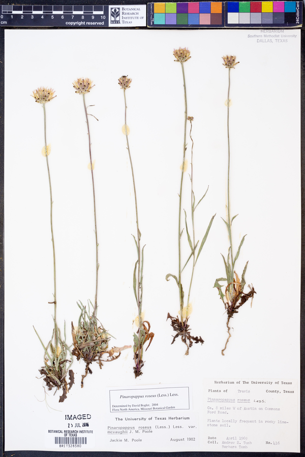 Pinaropappus roseus image