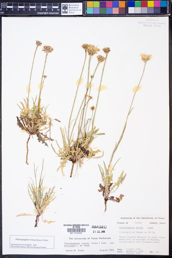 Pinaropappus roseus image