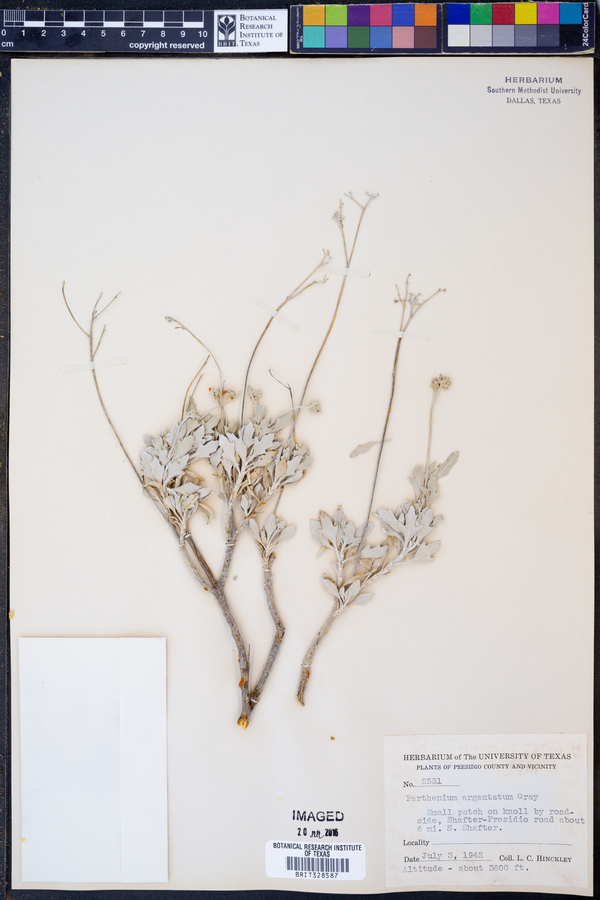 Parthenium argentatum image
