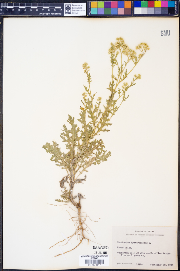 Parthenium hysterophorus image