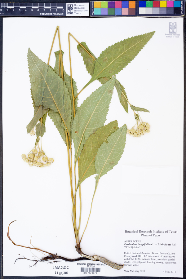 Parthenium hispidum image