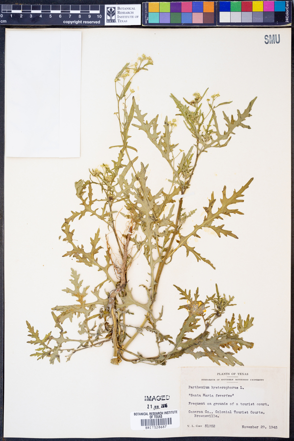 Parthenium hysterophorus image