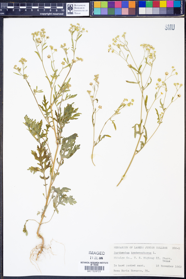 Parthenium hysterophorus image