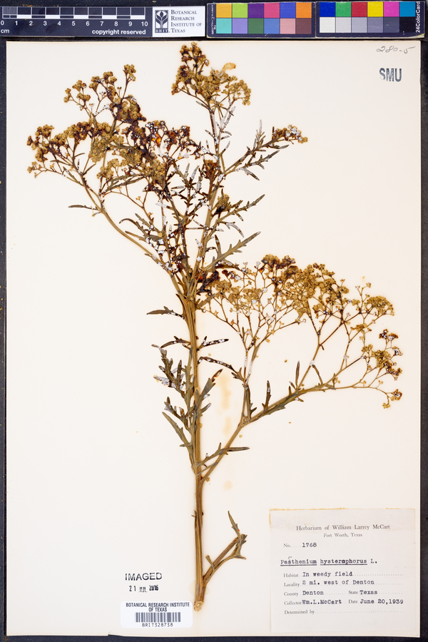 Parthenium hysterophorus image