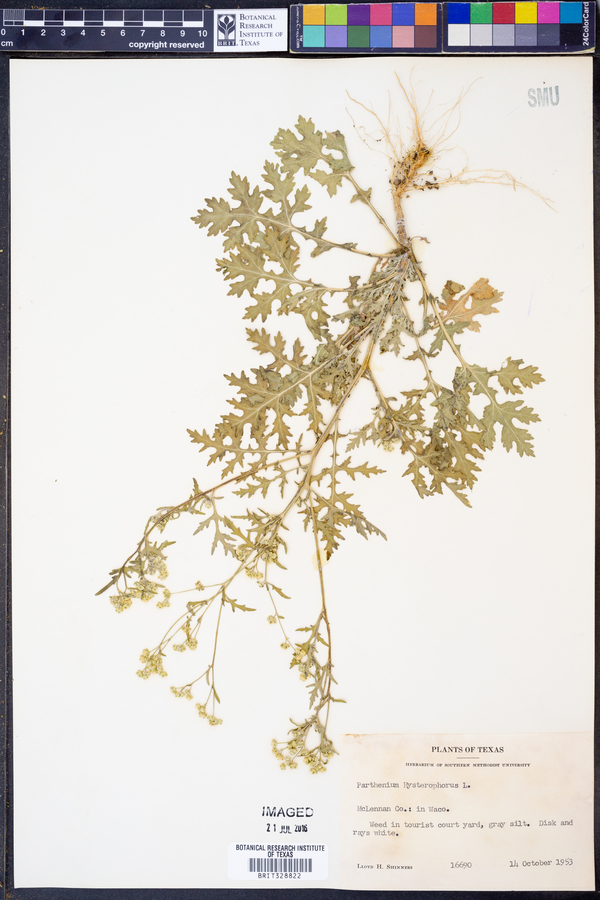 Parthenium hysterophorus image