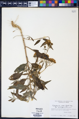 Palafoxia rosea var. ambigua image