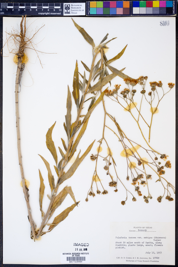 Palafoxia texana var. ambigua image