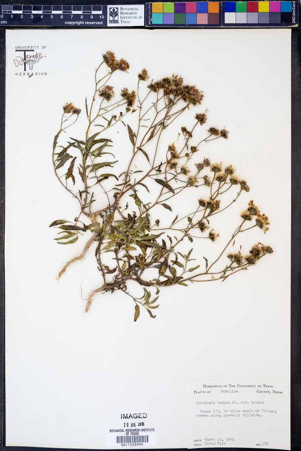 Palafoxia texana var. texana image